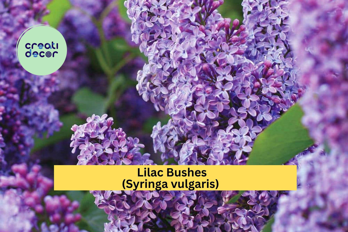 Lilac Bushes 5 Pack - Purple & White Fragrant Syringa vulgaris - Bare Root Spring Flowering Shrubs for Garden Borders