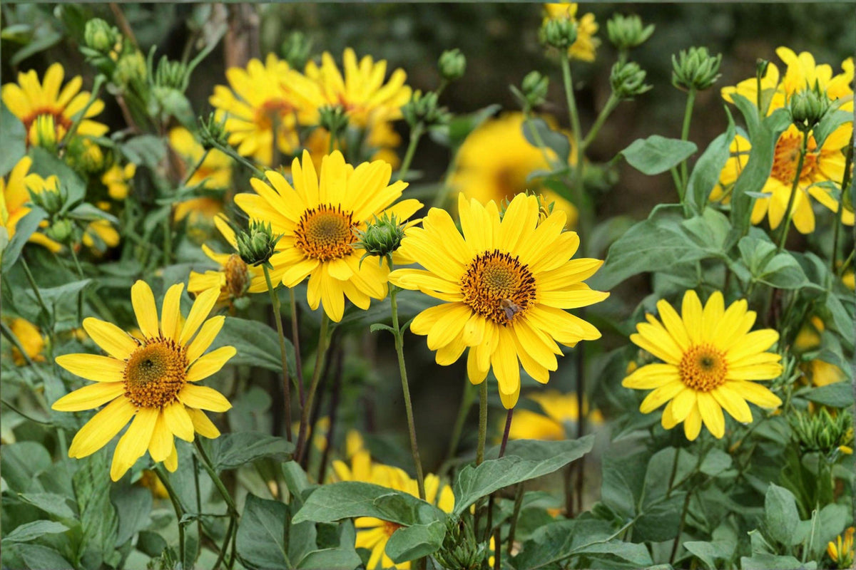 Early Sunflower Seeds - 100 Count | Fast-Blooming Bright Yellow Flowers | Helianthus annuus | Ideal for Pollinators & Cut Gardens