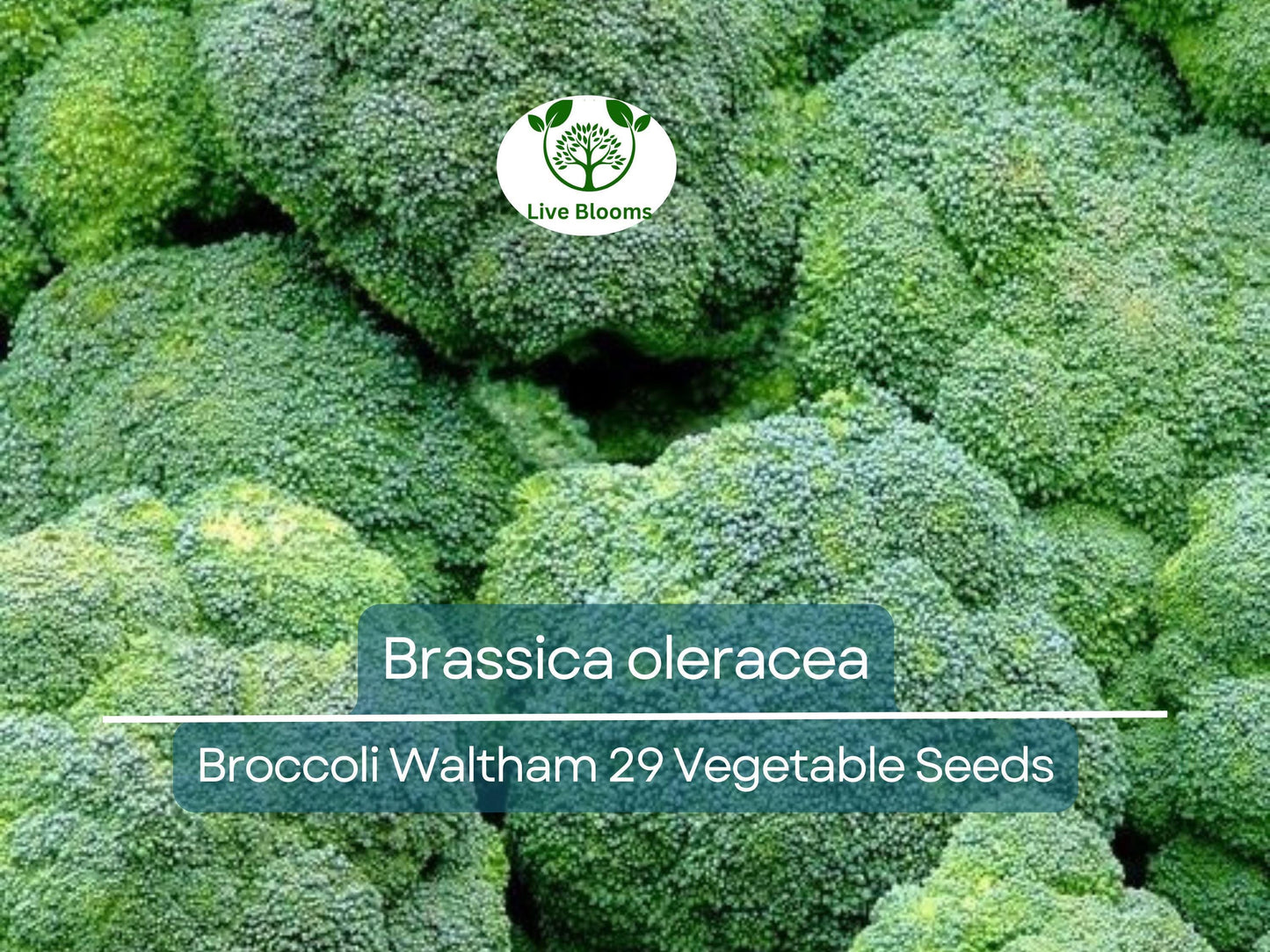 300 Seeds Broccoli Waltham 29 - Heirloom Brassica oleracea for Home Gardens & Urban Farms