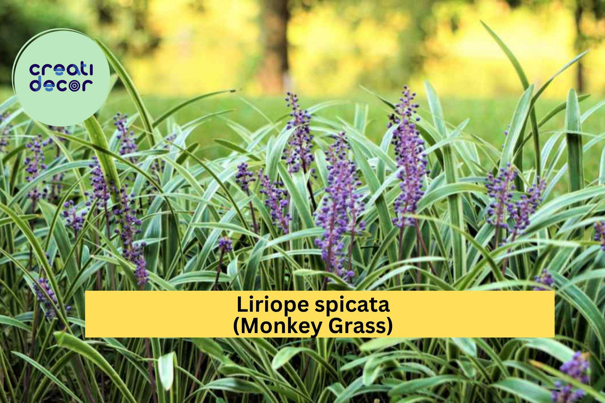 100 Bare Root Liriope spicata Monkey Grass Plants, Big Blue Evergreen Ground Cover, Hardy Perennial for Landscaping Zones 5-10