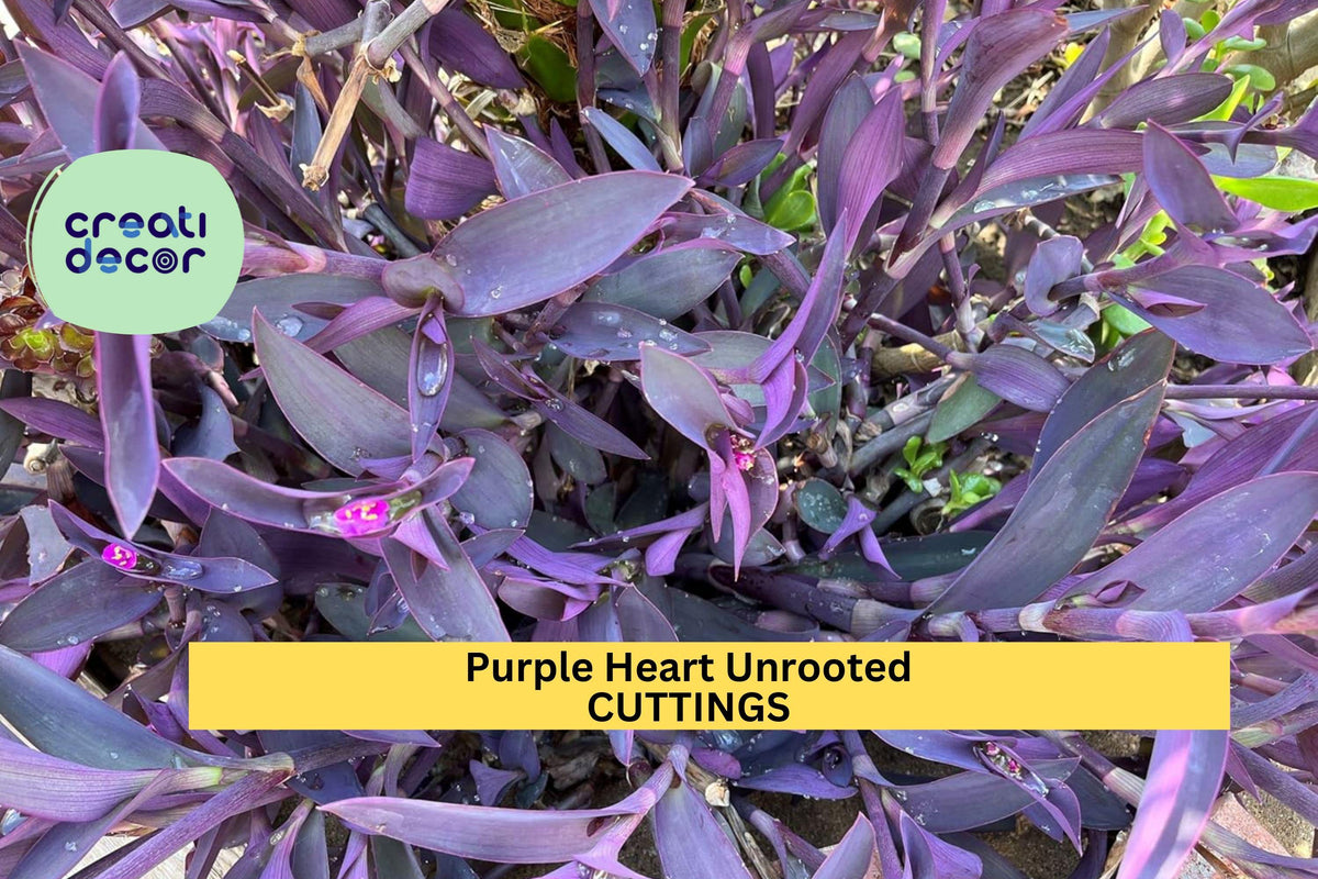 6 Purple Heart Cuttings Tradescantia pallida Unrooted Tops for Hanging Baskets & Containers