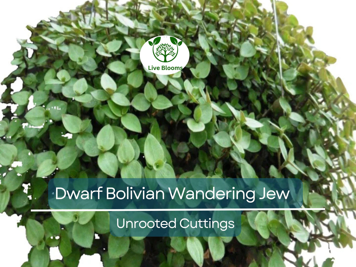 20 Unrooted Cuttings Dwarf Bolivian Wandering Jew - Tradescantia Minima Callisia Repens Easy Grow Indoor Plant