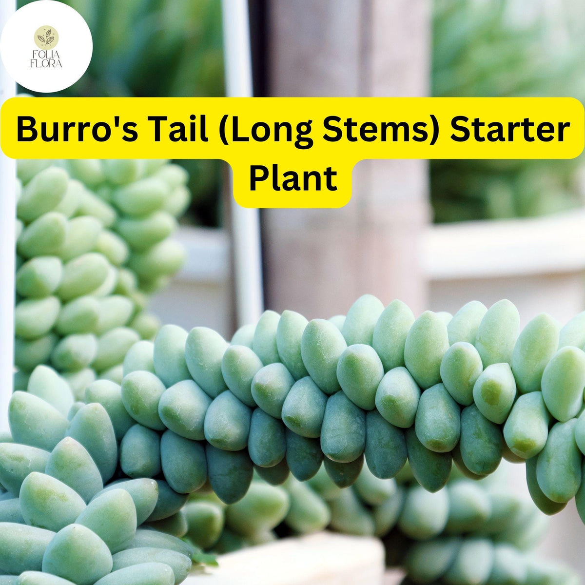 Live Burro's Tail Succulent Plant in 4'' Pot, Silvery-Green Sedum morganianum, Trailing Stems, Easy-Care Indoor Decor