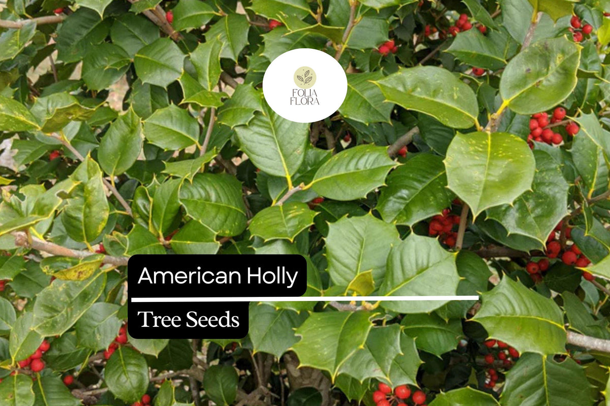 15 American Holly Seeds | Ilex opaca | Native Evergreen with Red Berries | Wildlife Habitat & Privacy Screen