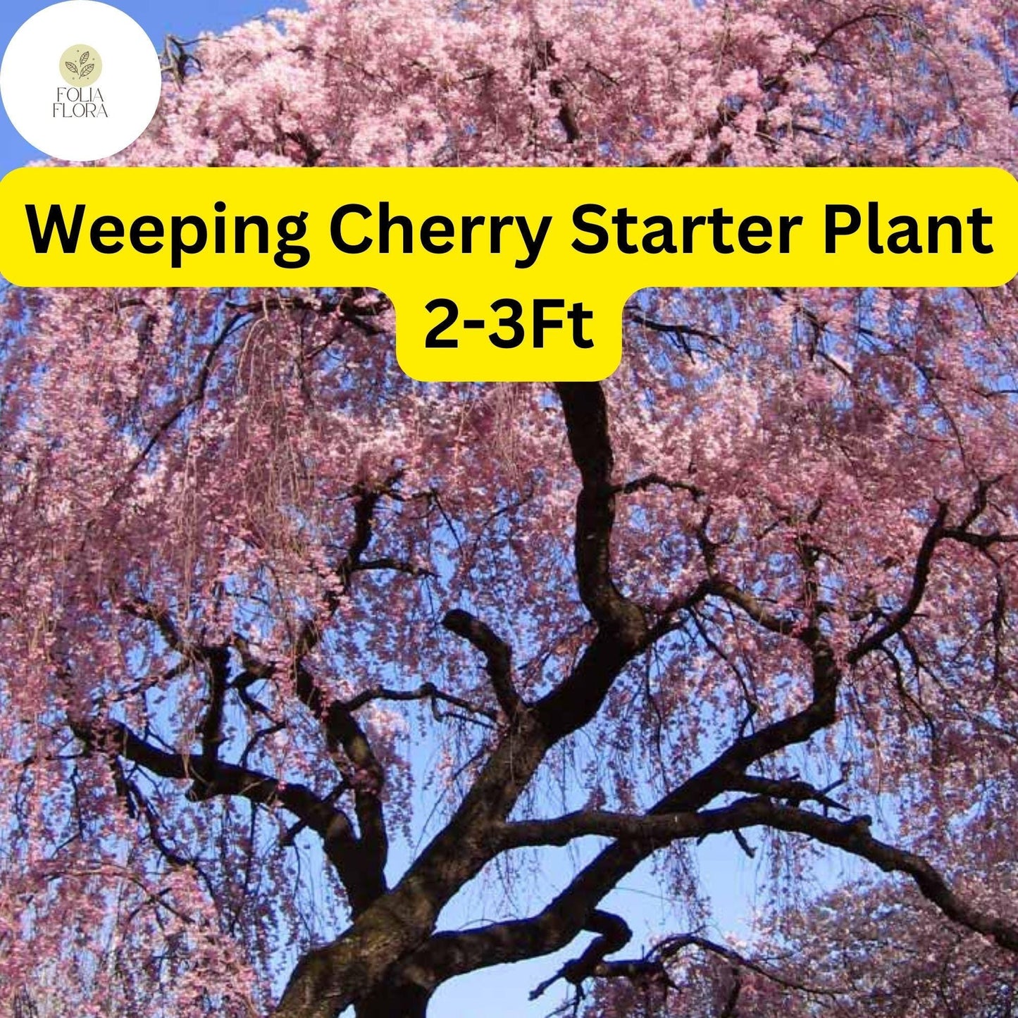 Weeping Cherry Tree 2-3 Ft Tall Live Flowering Tree Prunus subhirtella for Garden Focal Point