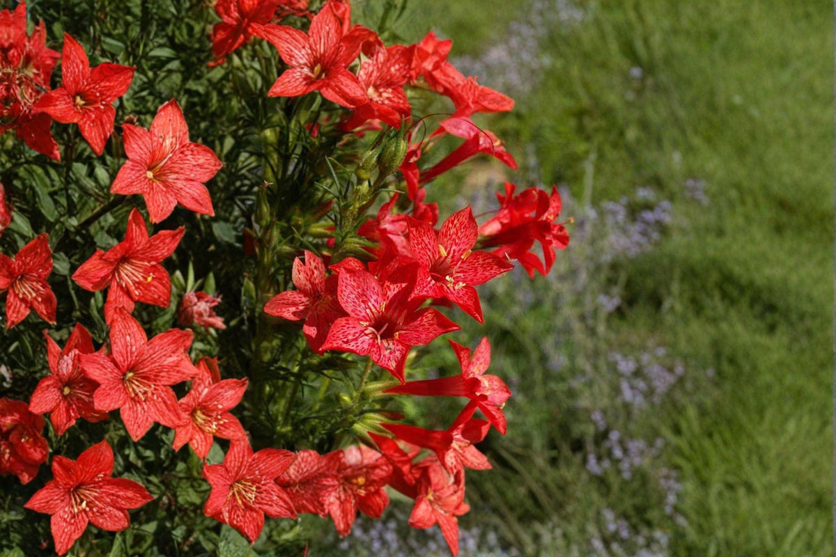 Standing Cypress Seeds - 100 Count - Brilliant Red Spikes - Ipomopsis rubra - Native Biennial for Hummingbird Gardens