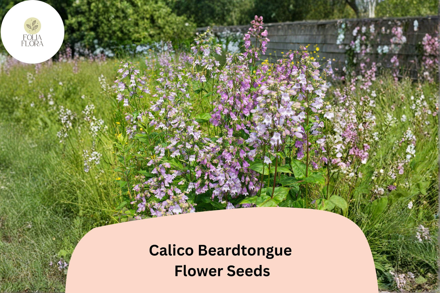 Calico Beardtongue Seeds – 100 Penstemon calycosus Native Purple Perennial Wildflower