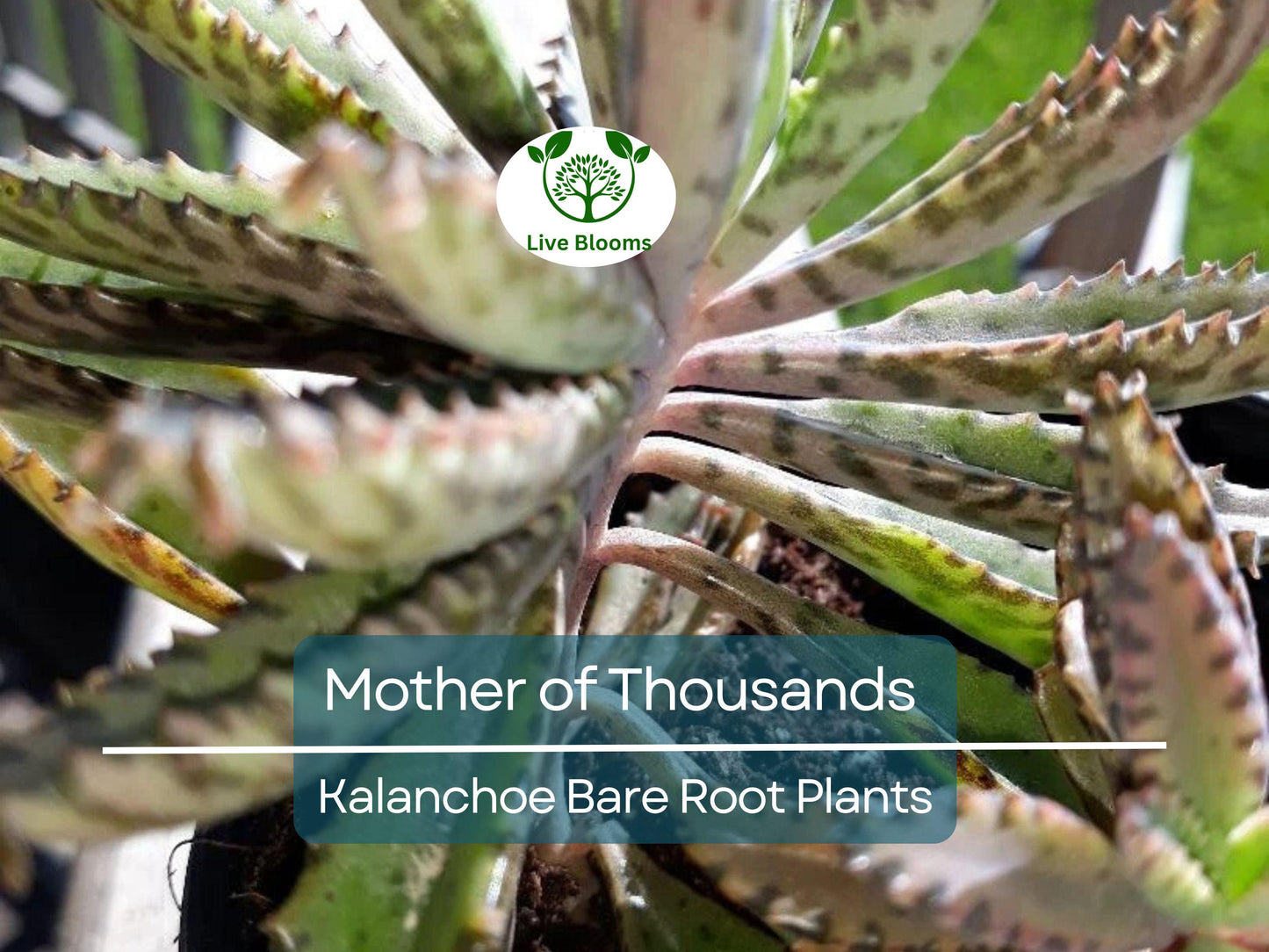 4 Mother of Thousands Plants - Kalanchoe daigremontiana Bare Root Succulents 2"-3" Live Starter Plants