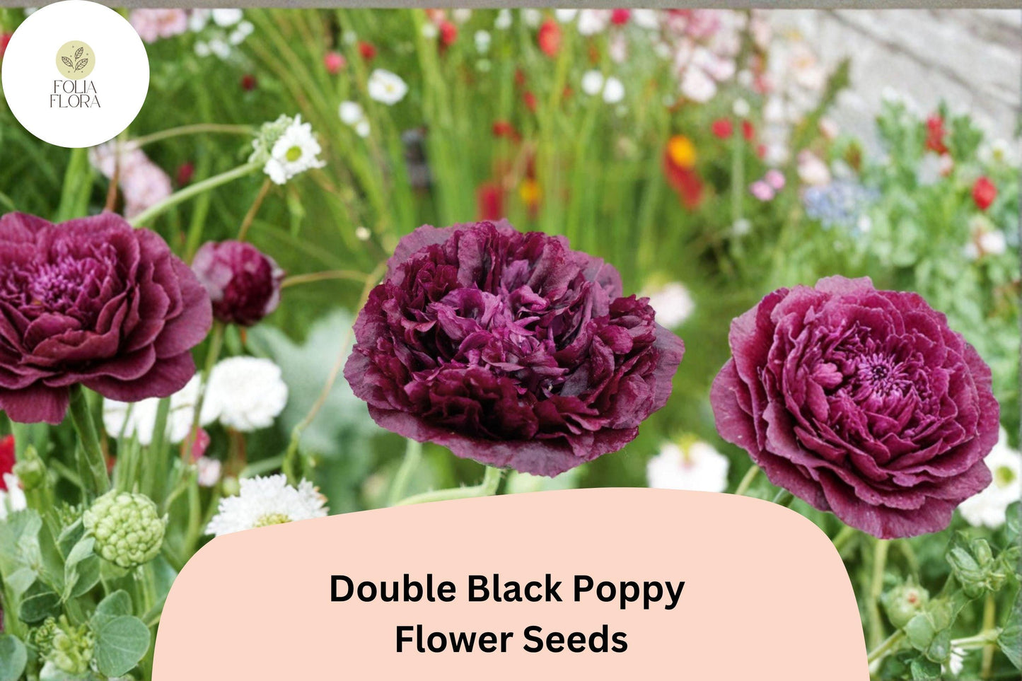 200+ Double Black Poppy Seeds – Deep Maroon Blooms, Easy to Grow Annual Flowers