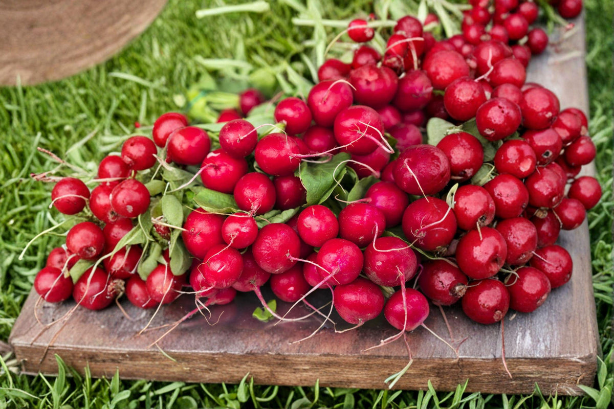 Radish Seeds - 80 Count Cherry Belle - Classic Red, Crisp & Mild - Raphanus sativus - Fast-Growing Heirloom for Home Garden