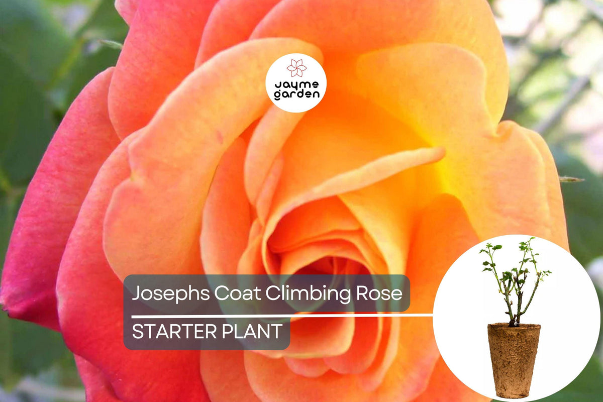 Joseph's Coat Climbing Rose 1.5 Gal Pot | Multicolor Pink Yellow Orange Blooms | Rosa ‘Joseph's Coat’ | Fragrant Hardy Zones 5-9