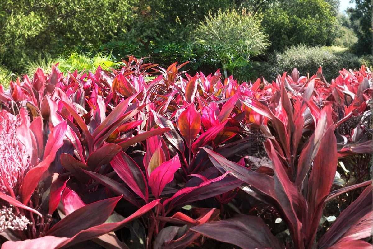 Hawaiian Lilinoe Red Ti Leaf Cuttings 6 Inch Unrooted (Cordyline fruticosa) - Tropical Ornamental Plant for Propagation