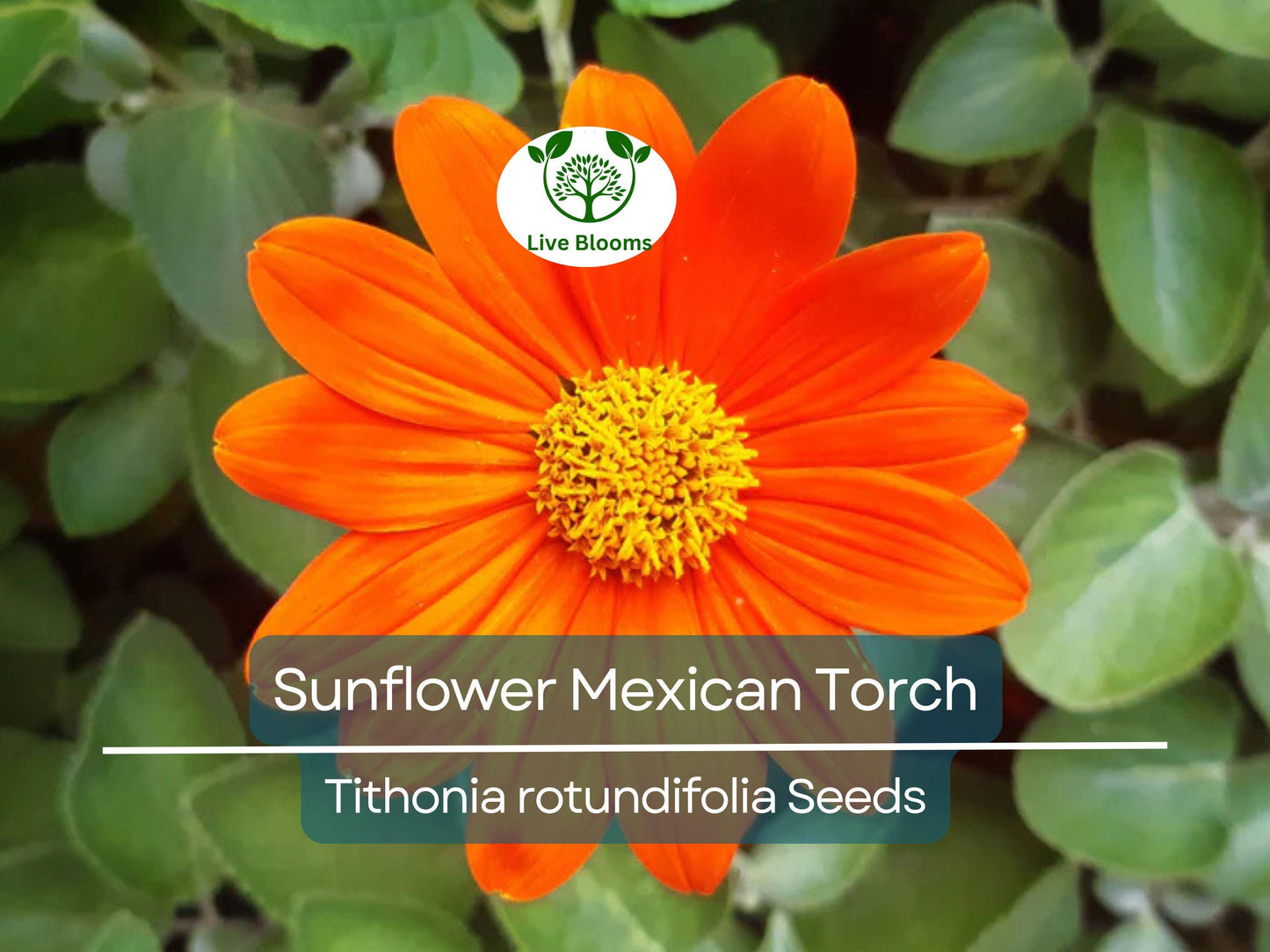 100 Seeds Sunflower Mexican Torch Non-GMO Bright Blooms Attracts Pollinators Perennial Helianthus