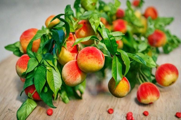 California Peach Cuttings 6" Unrooted 7 Pack Prunus persica - Deciduous Fruit Tree for Home Orchards and Gardens