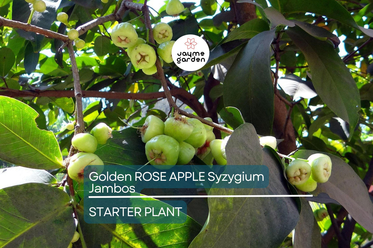 Golden Rose Apple Tree, 4” Live Rooted Plant, Tropical Fruit, Syzygium jambos - Fast-Growing, Edible & Fragrant Fruit Tree