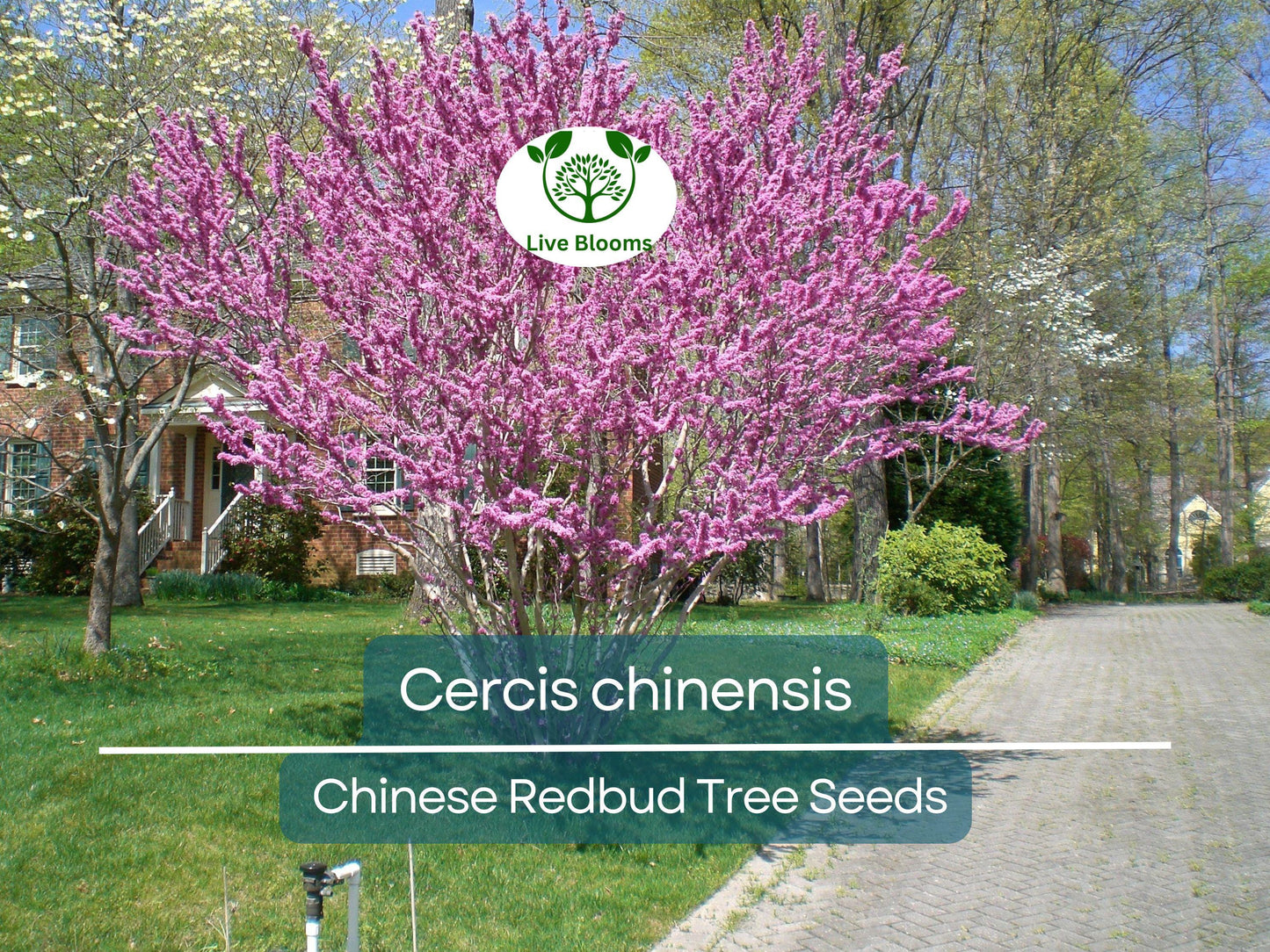 10 Seeds Cercis chinensis Chinese Redbud Tree - Ornamental Pink Blossoms for Small Gardens