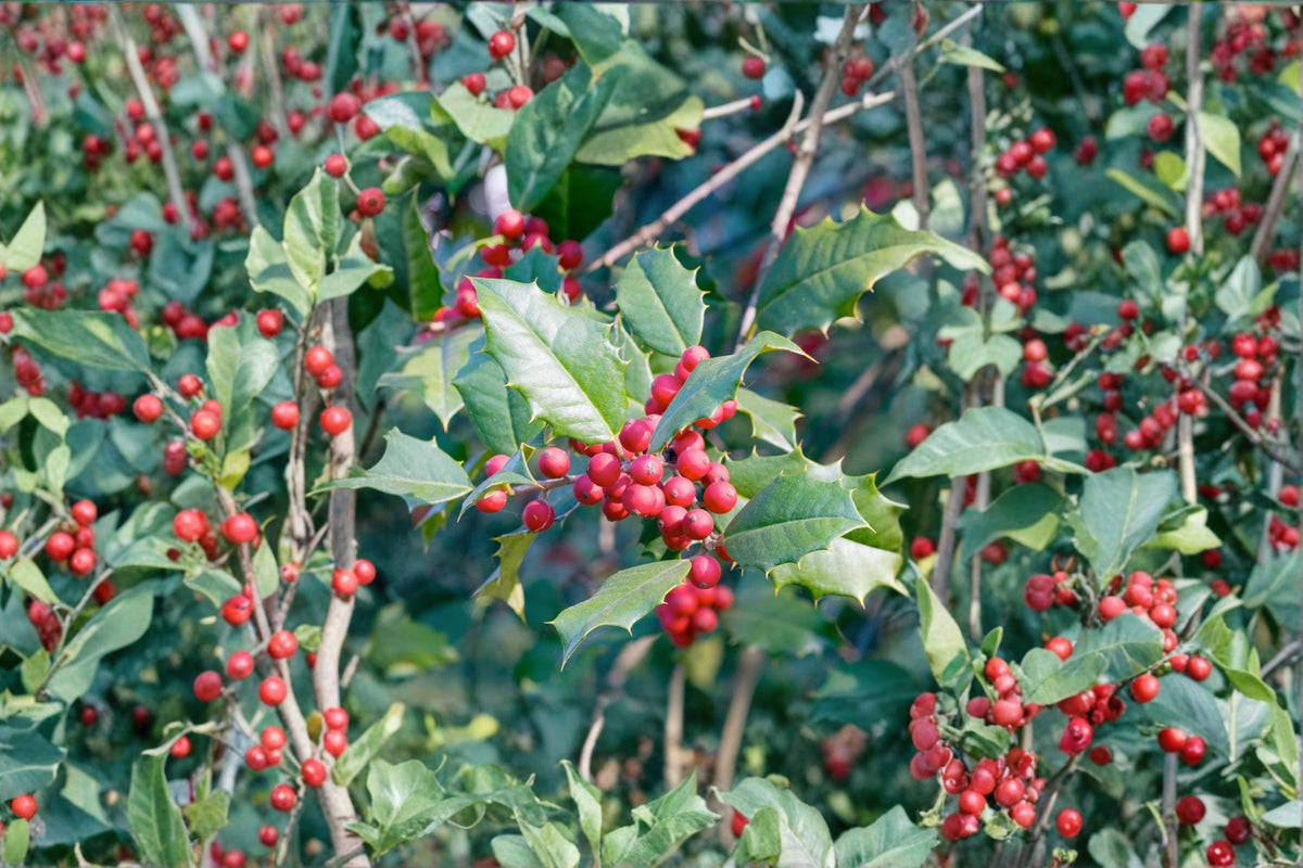 American Holly Cuttings 10 Pack 6-7" Unrooted Evergreen Shrub Ilex opaca Native Plant for Landscaping and Privacy Screens