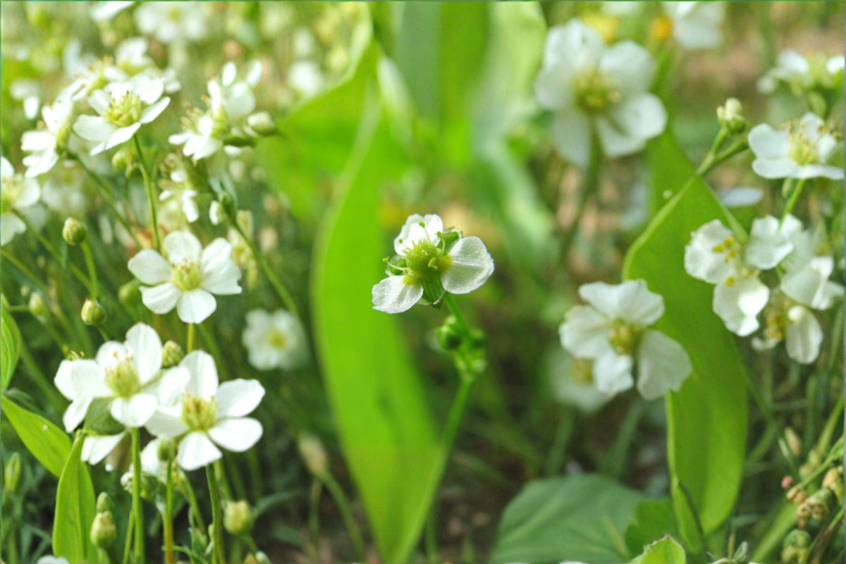 Mud Plantain Seeds - 500 Count - Alisma subcordatum - Native Aquatic Perennial for Wetlands & Ponds - Wildlife Friendly