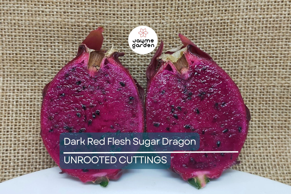 Dark Red Flesh Sugar Dragon Cuttings - 8" to 10" Unrooted Dragon Fruit (Hylocereus guatemalensis) - Cold Hardy, Self-Fertile Variety