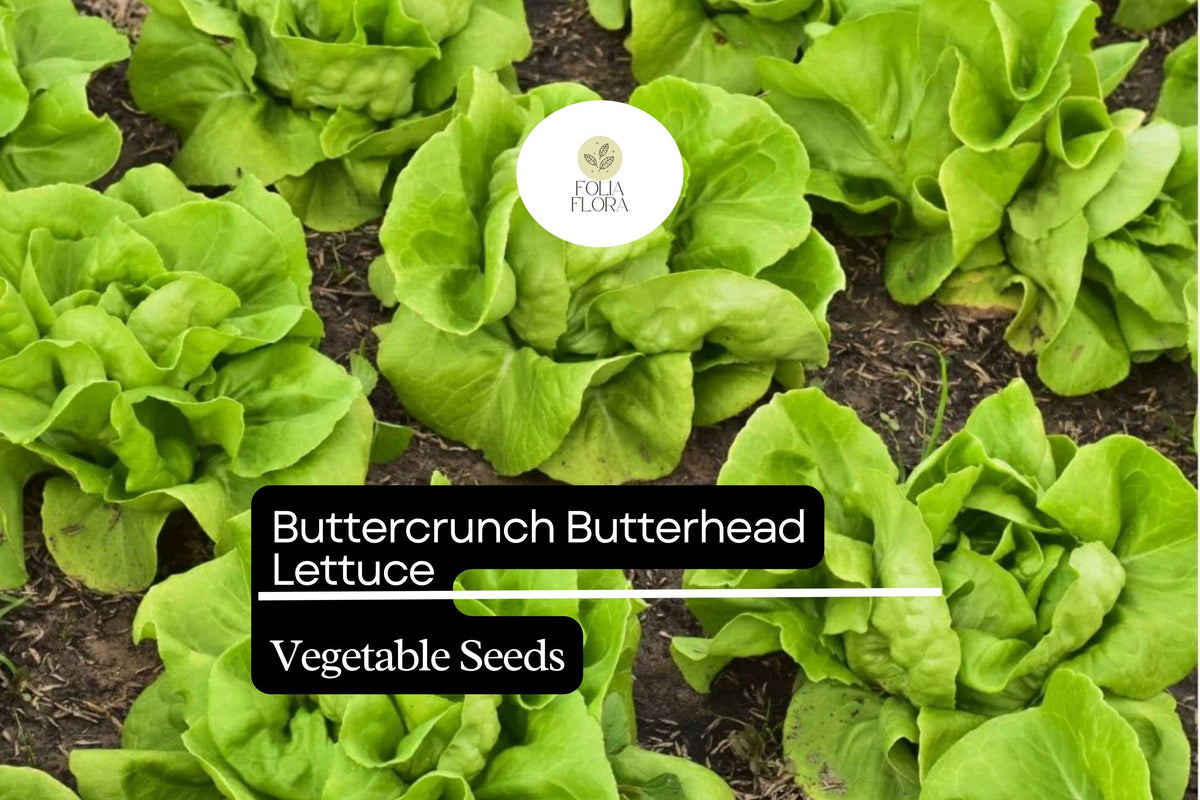 Buttercrunch Lettuce Seeds - 500 Count - Sweet Tender Leafy Greens - Lactuca Sativa - Heat-Tolerant Variety for Gardens