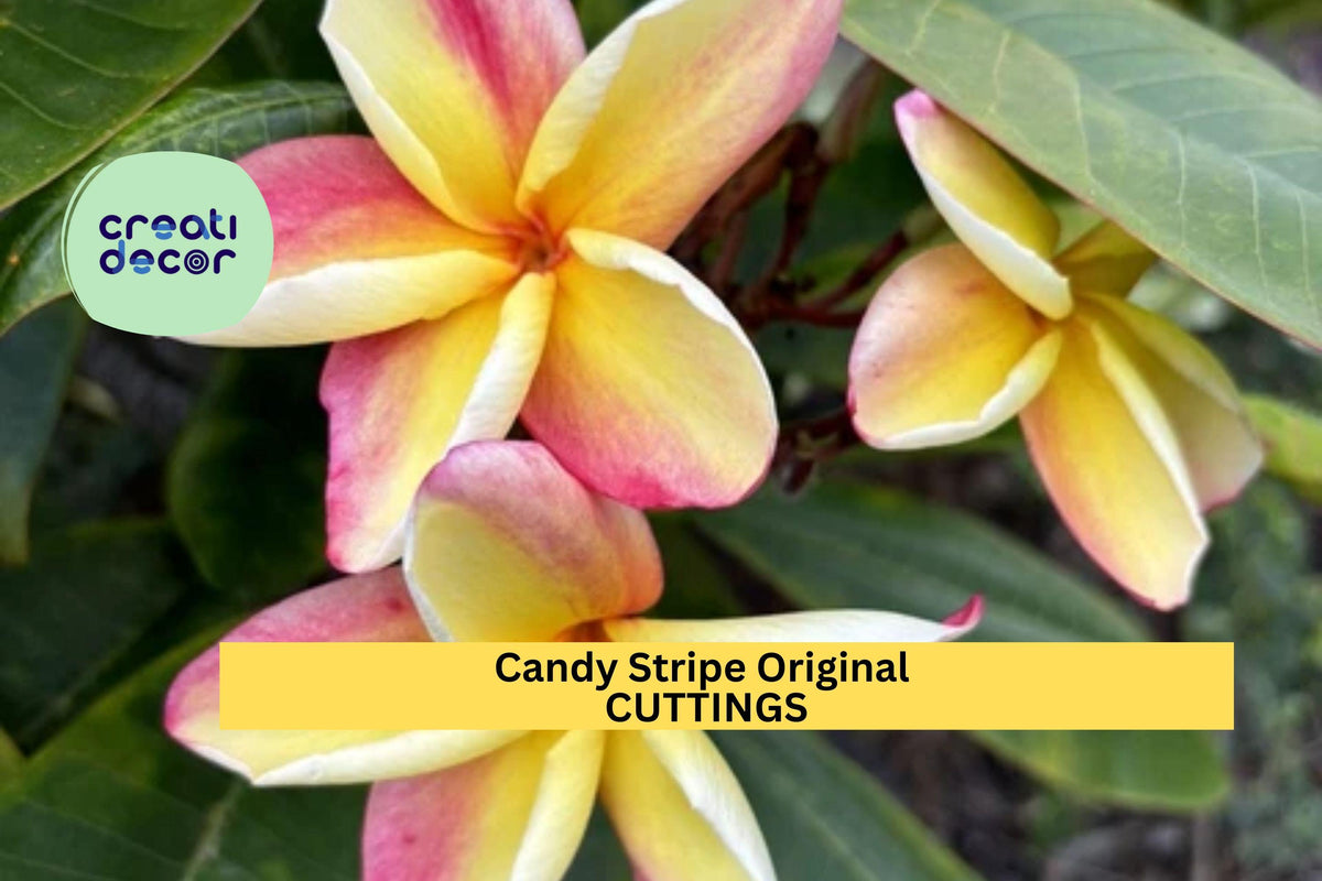 Candy Stripe Plumeria Cutting Double Head 10" Unrooted Tropical Frangipani Tree for Garden or Patio