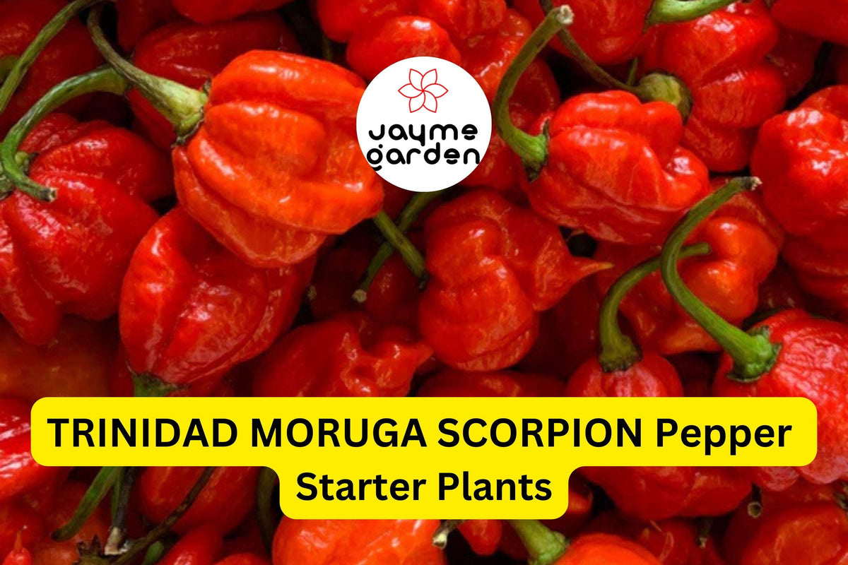 Trinidad Moruga Scorpion Pepper Starter Plants - 3 Pack - Super Hot Chili - Capsicum chinense - Ideal for Gardens & Containers