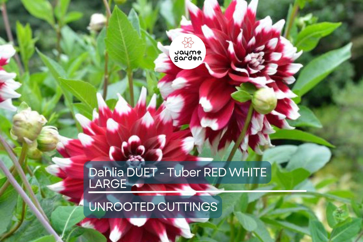 Dahlia Tuber - Red & White Large Blooms - Dahlia decorative 'Duet' - Perfect for Borders & Bouquets - USDA Zones 3-10