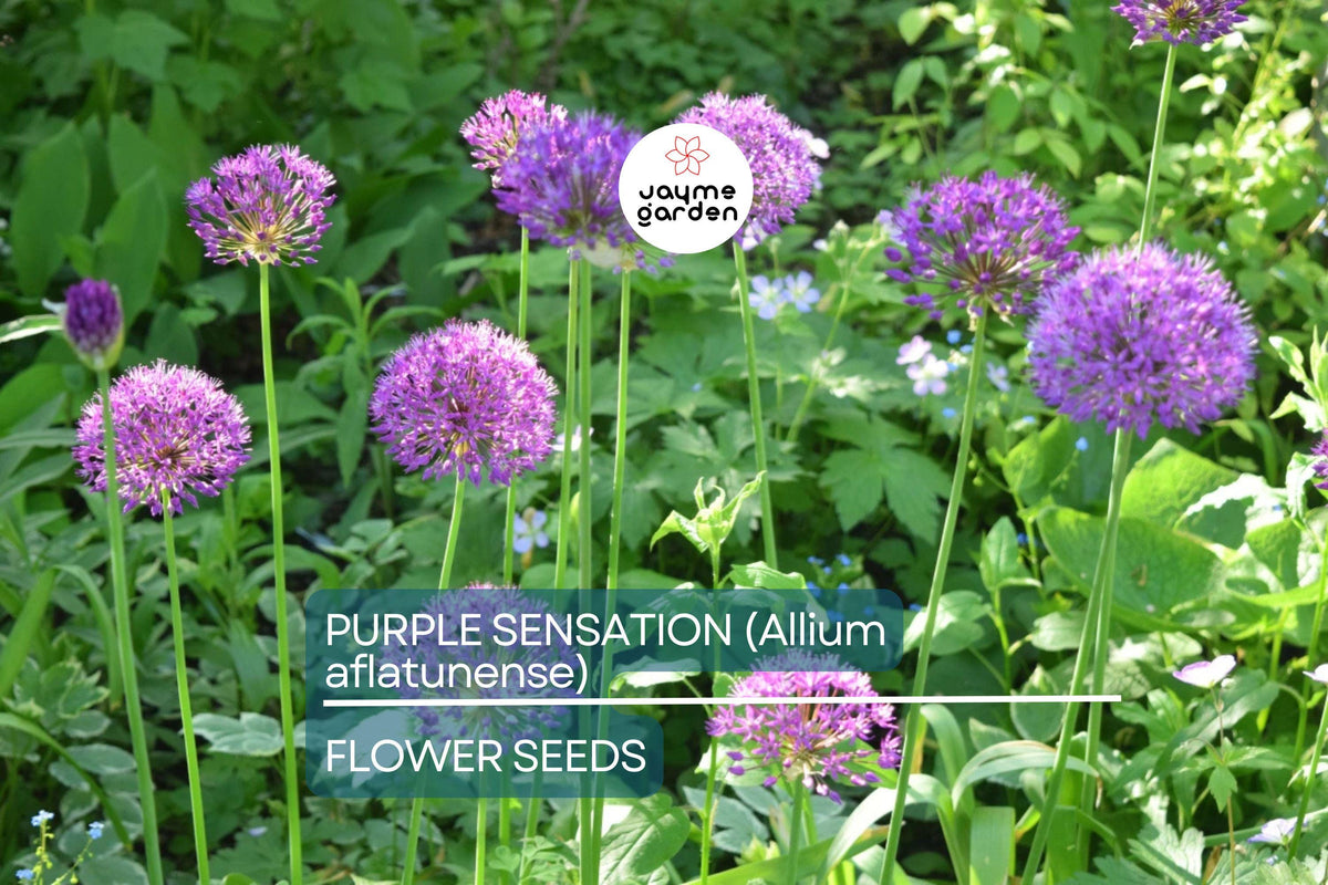 Purple Sensation Allium Seeds - 10 Violet-Purple Blooms, Allium aflatunense, Drought Tolerant, Butterfly Attracting Perennial