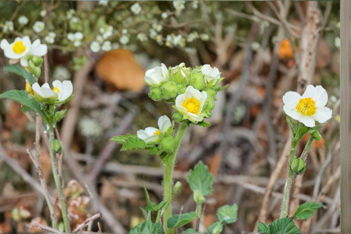 Prairie Cinquefoil Seeds - 500 Seeds - Drymocallis arguta - Yellow Summer Blooms - Native Perennial - Pollinator-Friendly