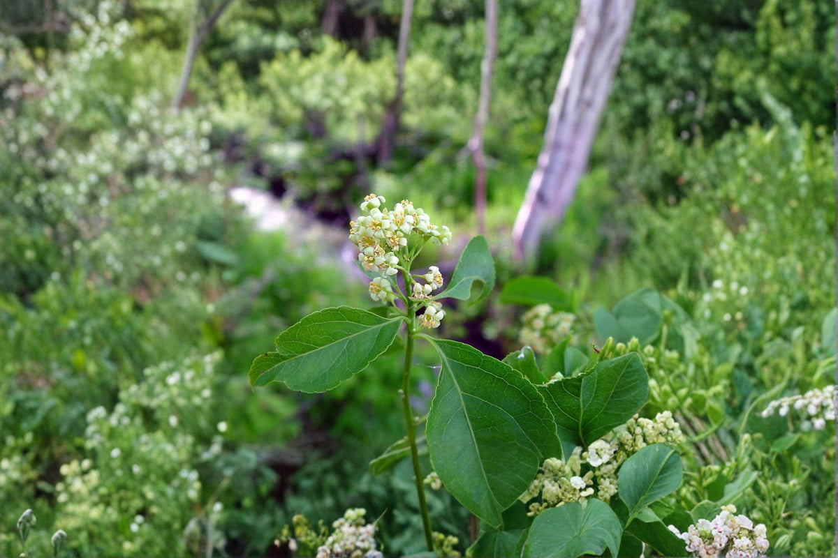 American Bittersweet Seeds - 30 Viable Seeds - Celastrus scandens - Native Woody Vine with Fall Berries - Wildlife Friendly