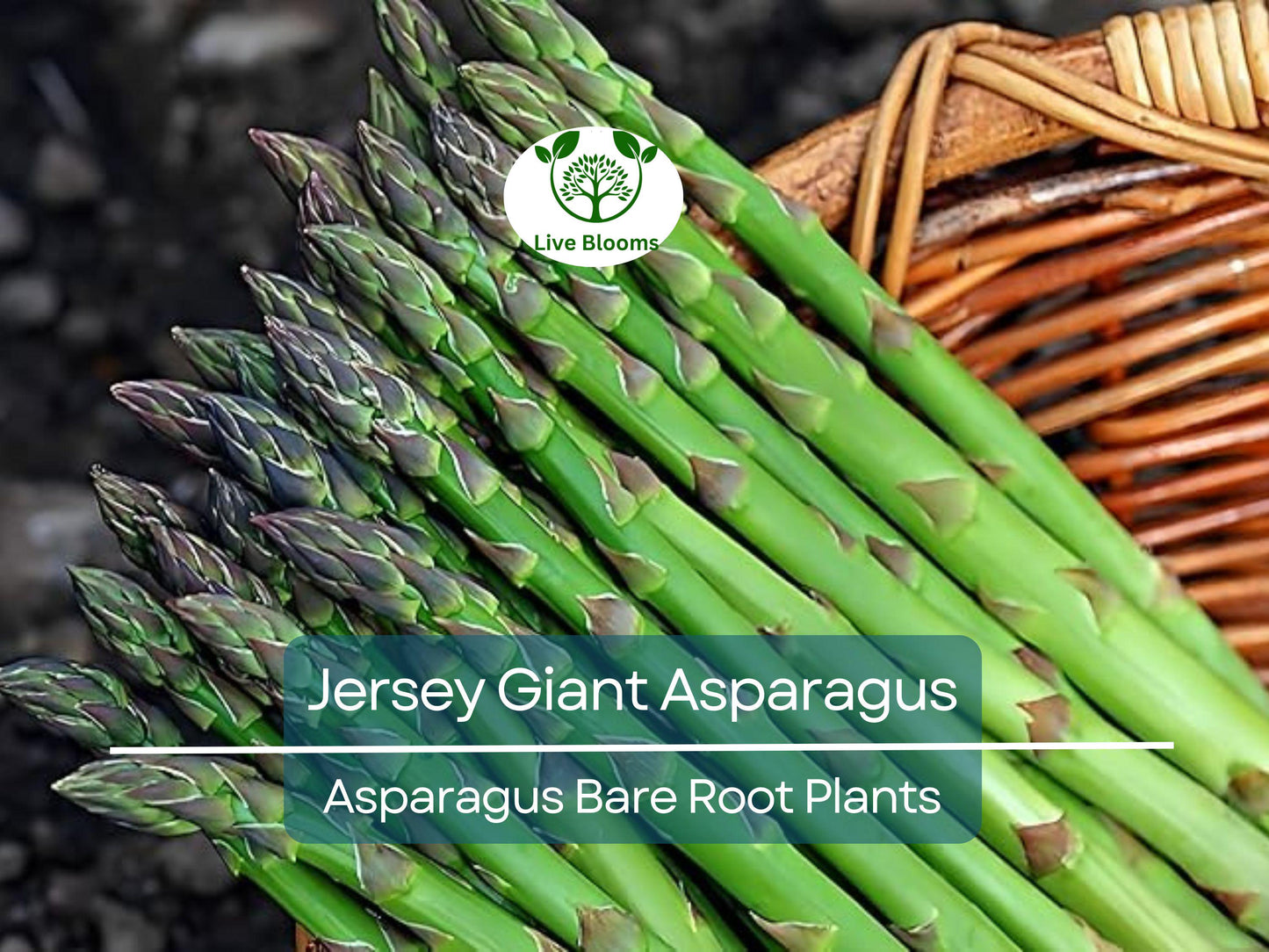 25 Jersey Giant Asparagus 2-Year Bare Root Crowns - Early, Cold Hardy, High Yield Perennial Veg Plants