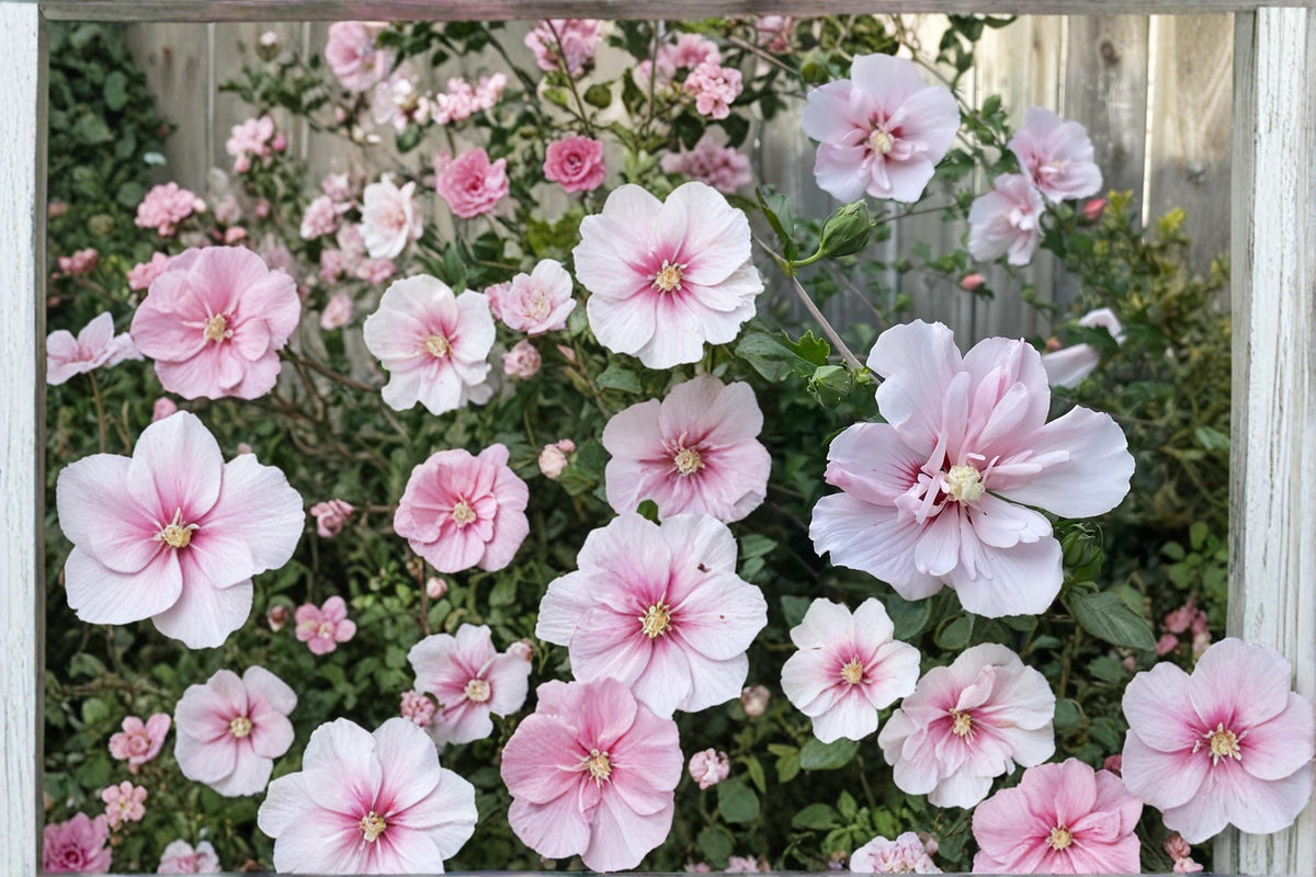 Pink Althea Plants - 2 Live Hibiscus syriacus Rose of Sharon Shrubs with Large Pink Blooms for Gardens and Landscapes