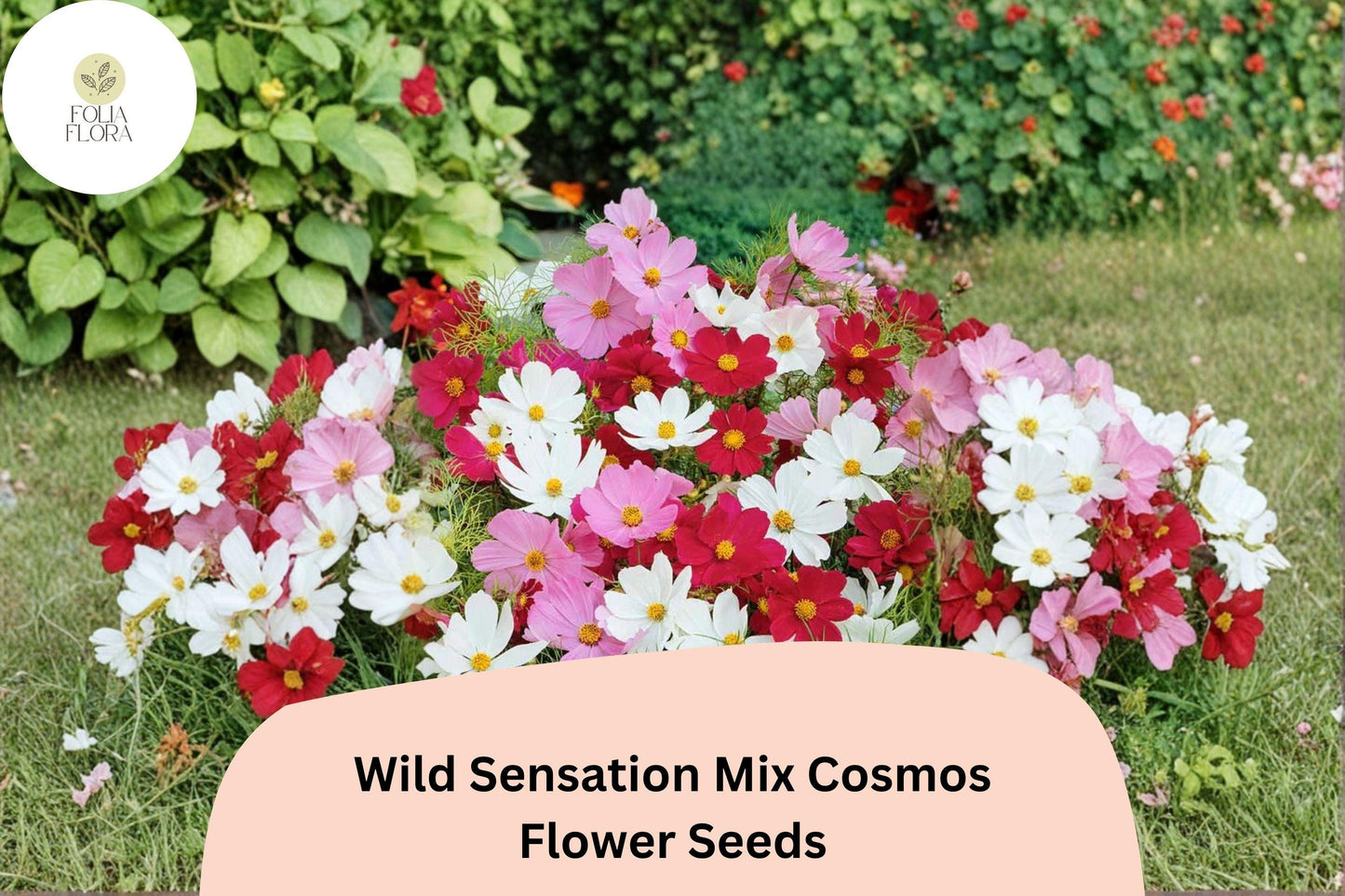 200+ Wild Sensation Mix Cosmos Seeds | Easy to Grow Annual Cosmos bipinnatus Wildflower Blend