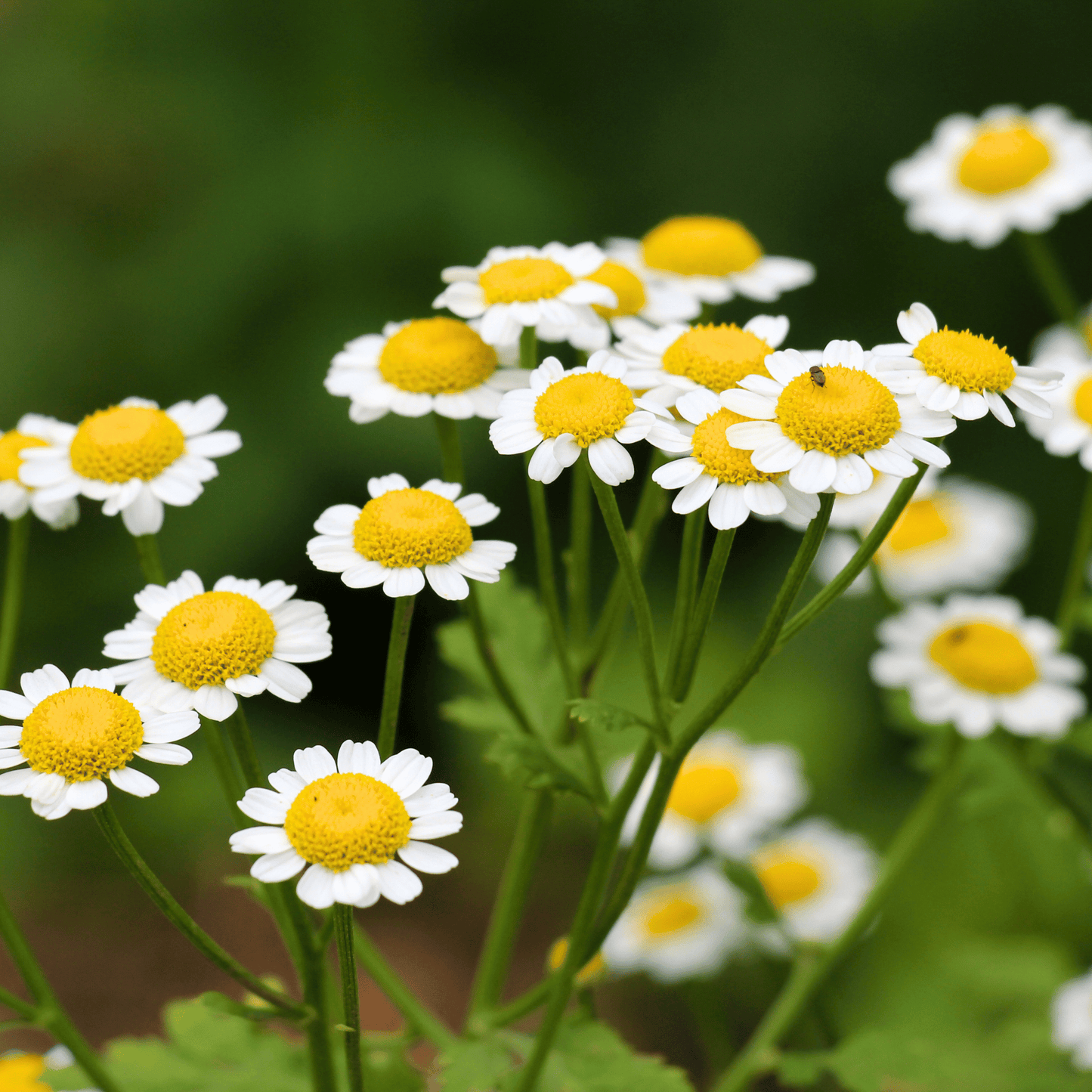 Feverfew Seeds โ 100 Non-GMO Heirloom Perennial for Cottage Garden, Herbal, Daisy-Like White Flowers, Tanacetum parthenium