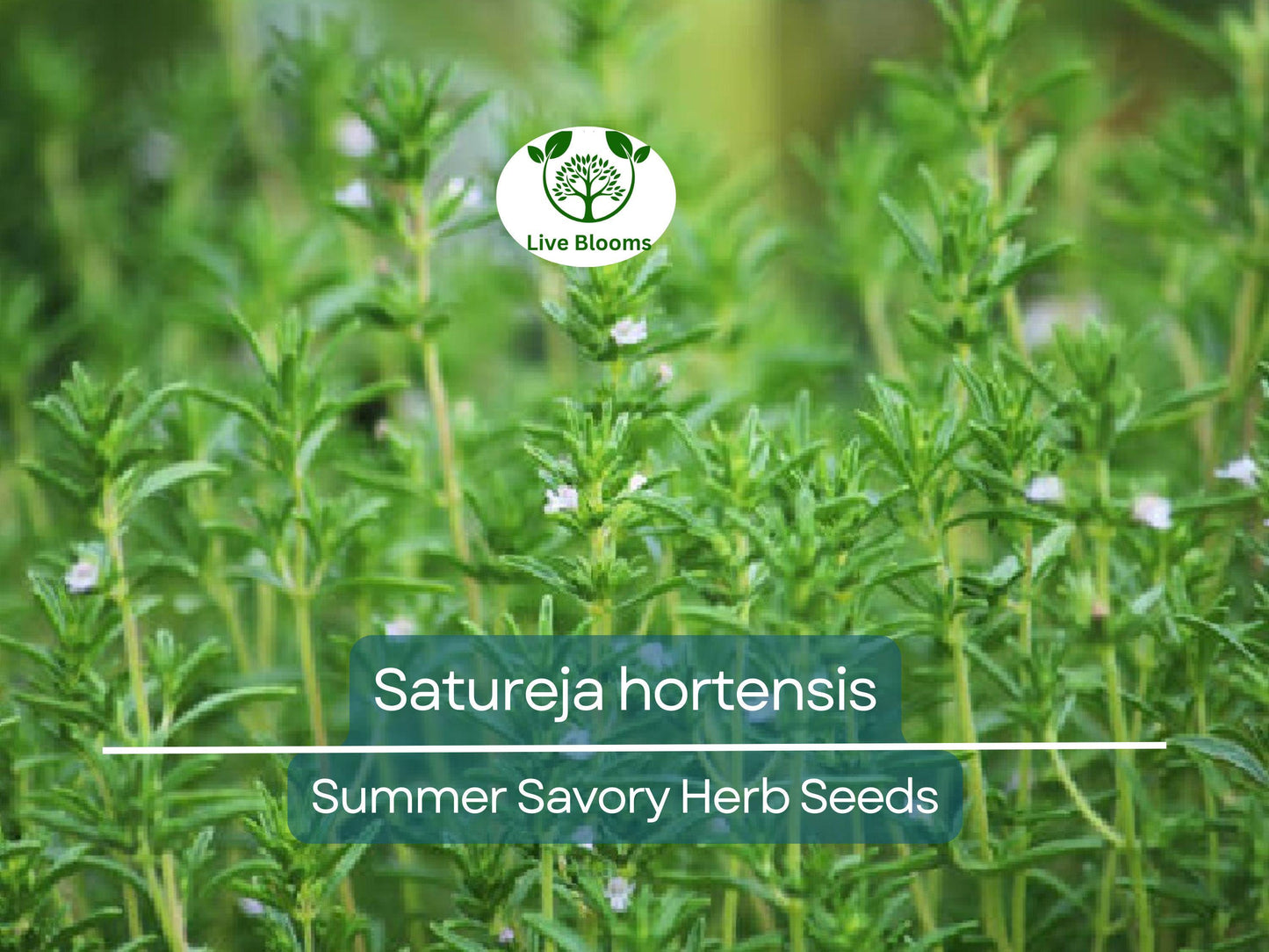 500 Summer Savory Seeds - Satureja hortensis for Cooking, Garden, and Herbal Teas