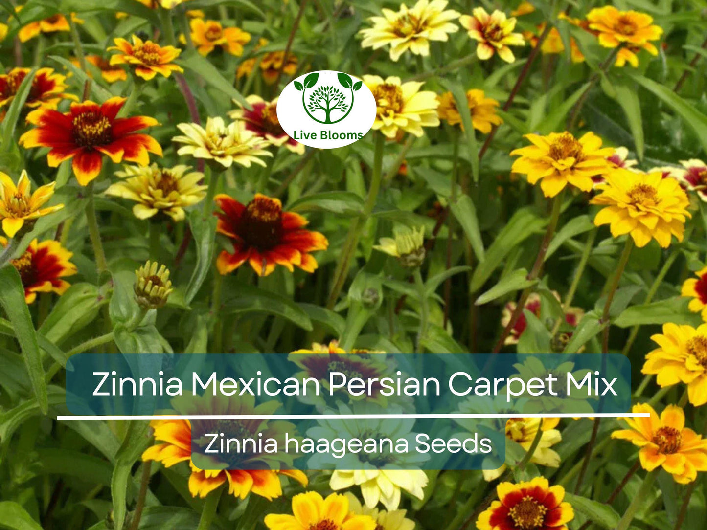 500 Seeds Zinnia Mexican Persian Carpet Mix - Non-GMO Dwarf Flowers, Pollinator-Friendly, Vibrant Colors
