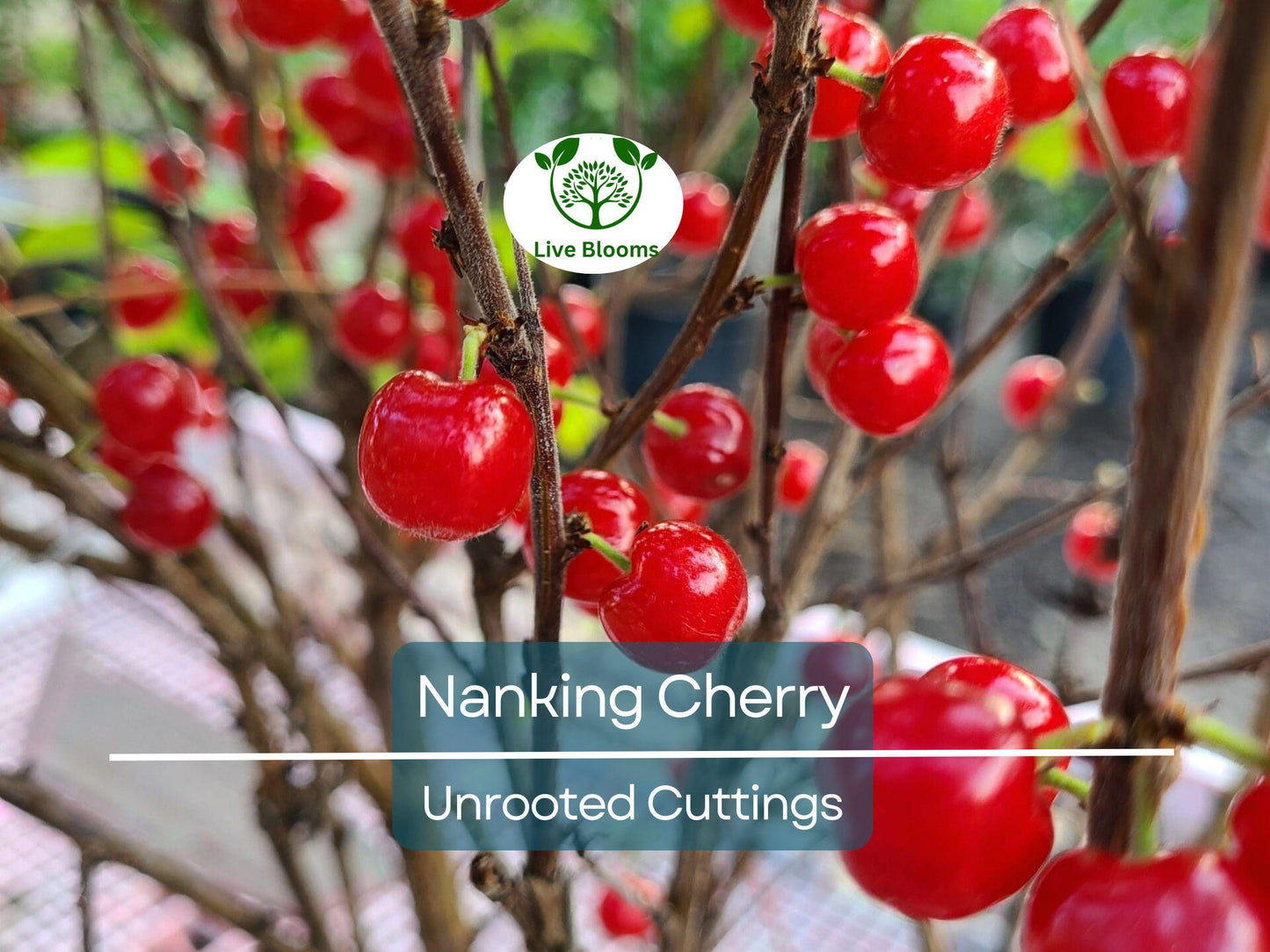 10 Unrooted Nanking Cherry Cuttings - Hardy Fruit Shrub for Zones 3-8, 6-8 Inches Long