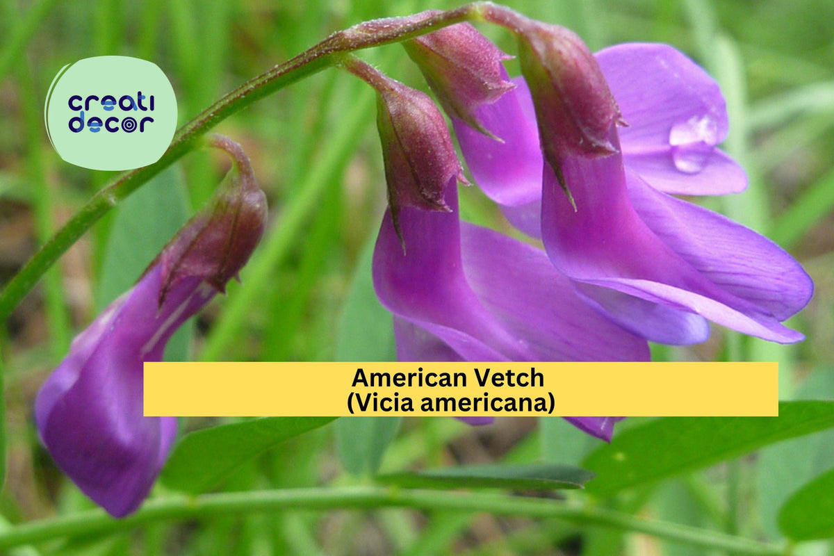 American Vetch Seeds (Vicia americana) – 25 Non-GMO Native Wildflower Seeds for Meadows & Pollinators