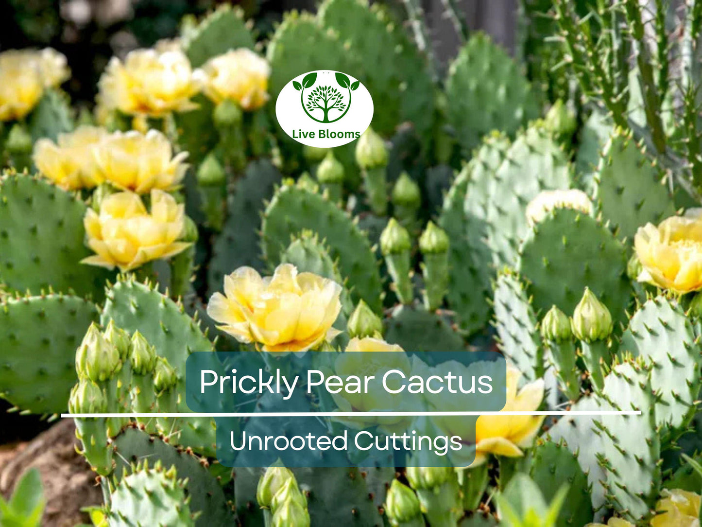 Prickly Pear Cactus Plant (Opuntia) Unrooted Cuttings with Edible Fruit and Colorful Blooms