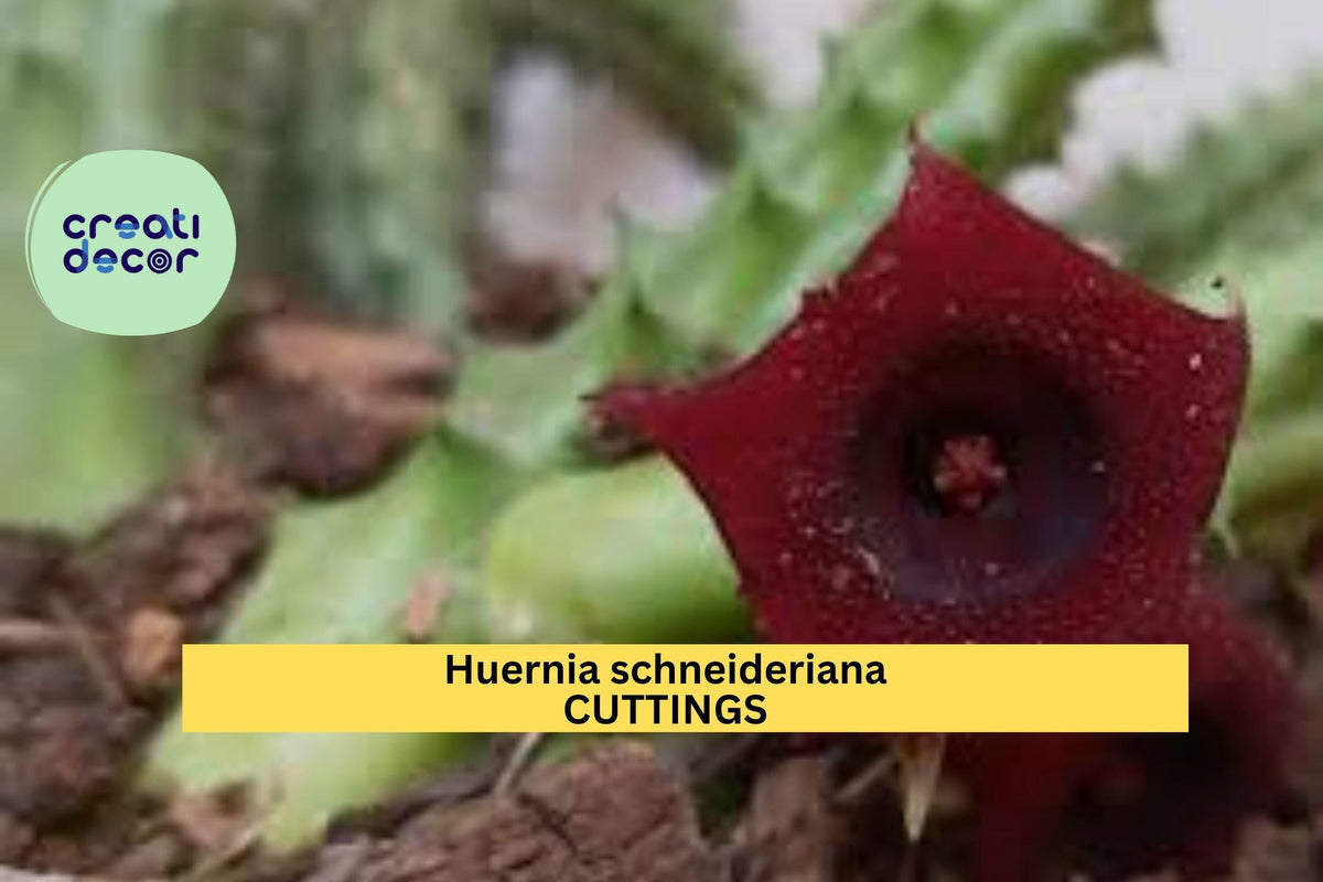 Huernia Schneideriana Rooted Cutting - Rare Star-Shaped Maroon Flower Succulent