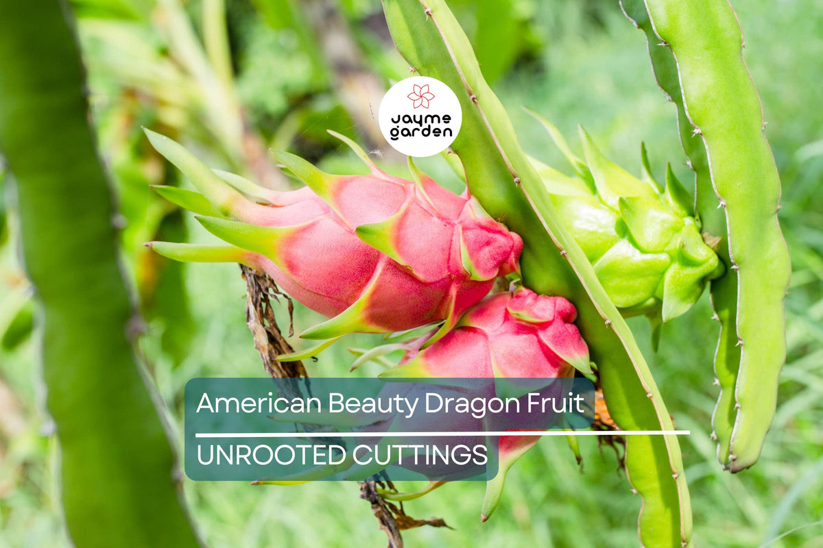 3 American Beauty Dragon Fruit Cuttings - 8-10” Red Flesh, Self-Pollinating Hylocereus - Easy Care Tropical Plant for Gardens