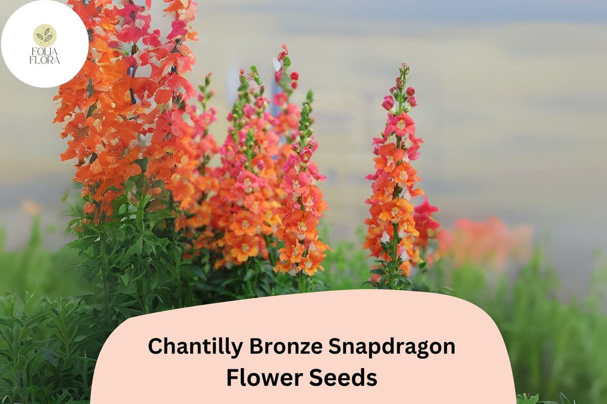 Chantilly Bronze Snapdragon Seeds | 1000+ Seeds | Antirrhinum majus | Tall Warm Bronze Blooms for Garden & Cut Flowers
