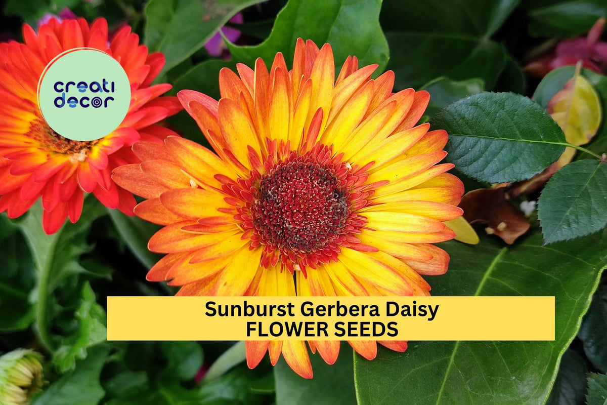 200+ Sunburst Gerbera Daisy Seeds – Vibrant Yellow-Orange Blooms for Full Sun Gardens