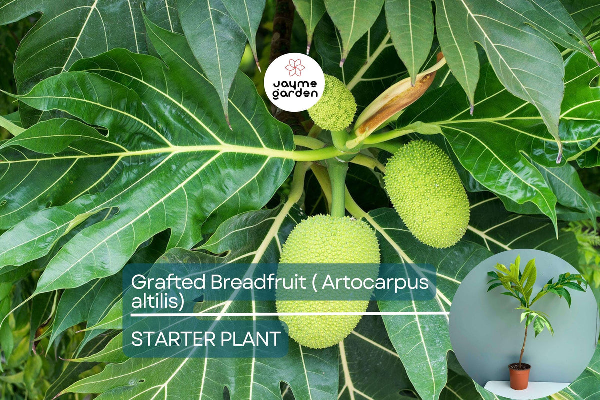 Grafted Breadfruit Tree Starter Plant 3'-4' Artocarpus altilis Tropical Edible Fruit Tree for Home Garden and Quick Yields