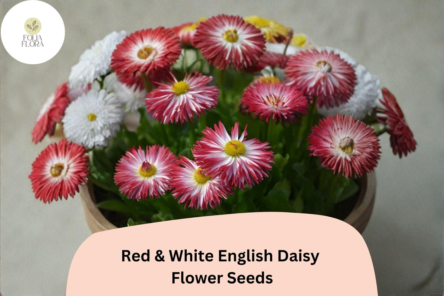 200+ Red & White English Daisy Seeds | Bellis perennis | Bicolor Spring Blooms for Borders & Containers
