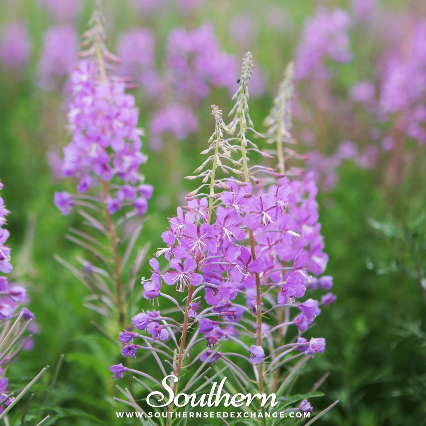 Fireweed Seeds – 100 Heirloom Non-GMO Wildflower for Naturalizing, Pollinator Attractant, American Grown, Chameron angustifolium