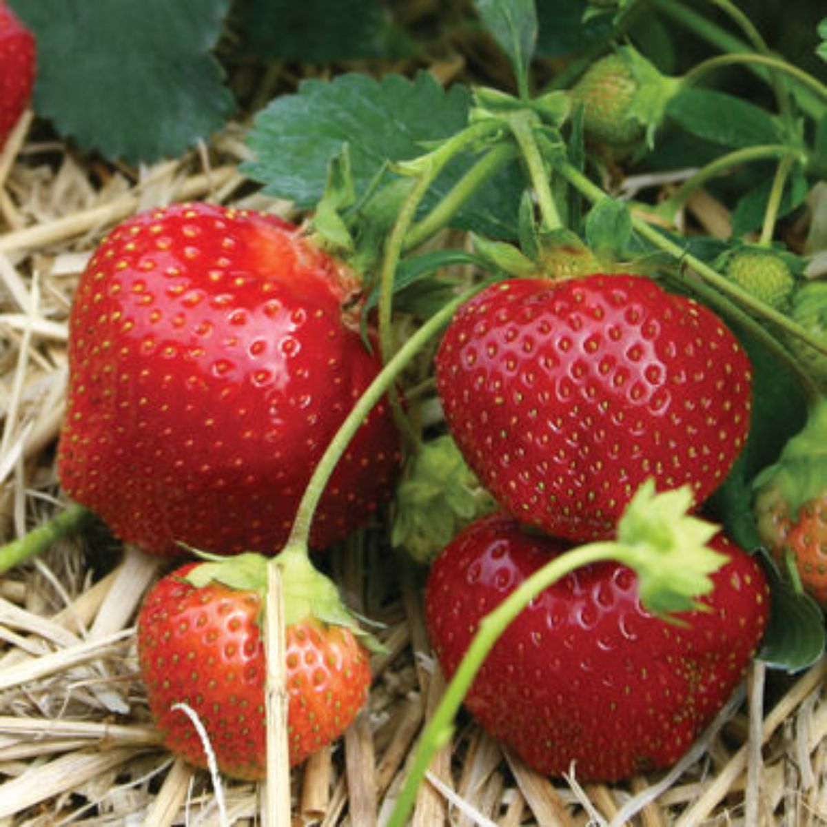 Galletta Strawberry Plants Bare Root β Early June-Bearing, Hardy, Juicy Berries, Disease-Resistant, Perfect for Gardens & Containers