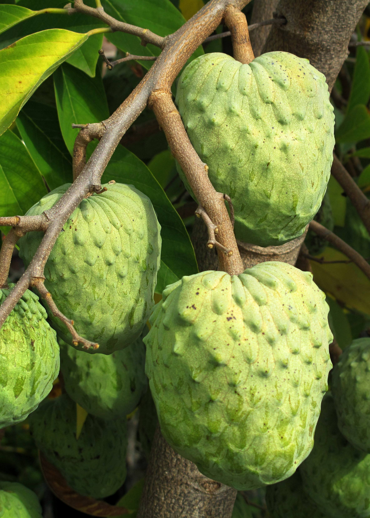 Atemoya 'Geffner' Cross Fruit Tree - Cherimoya & Sugar Apple Hybrid, Tropical Edible Plant, Annona × atemoya