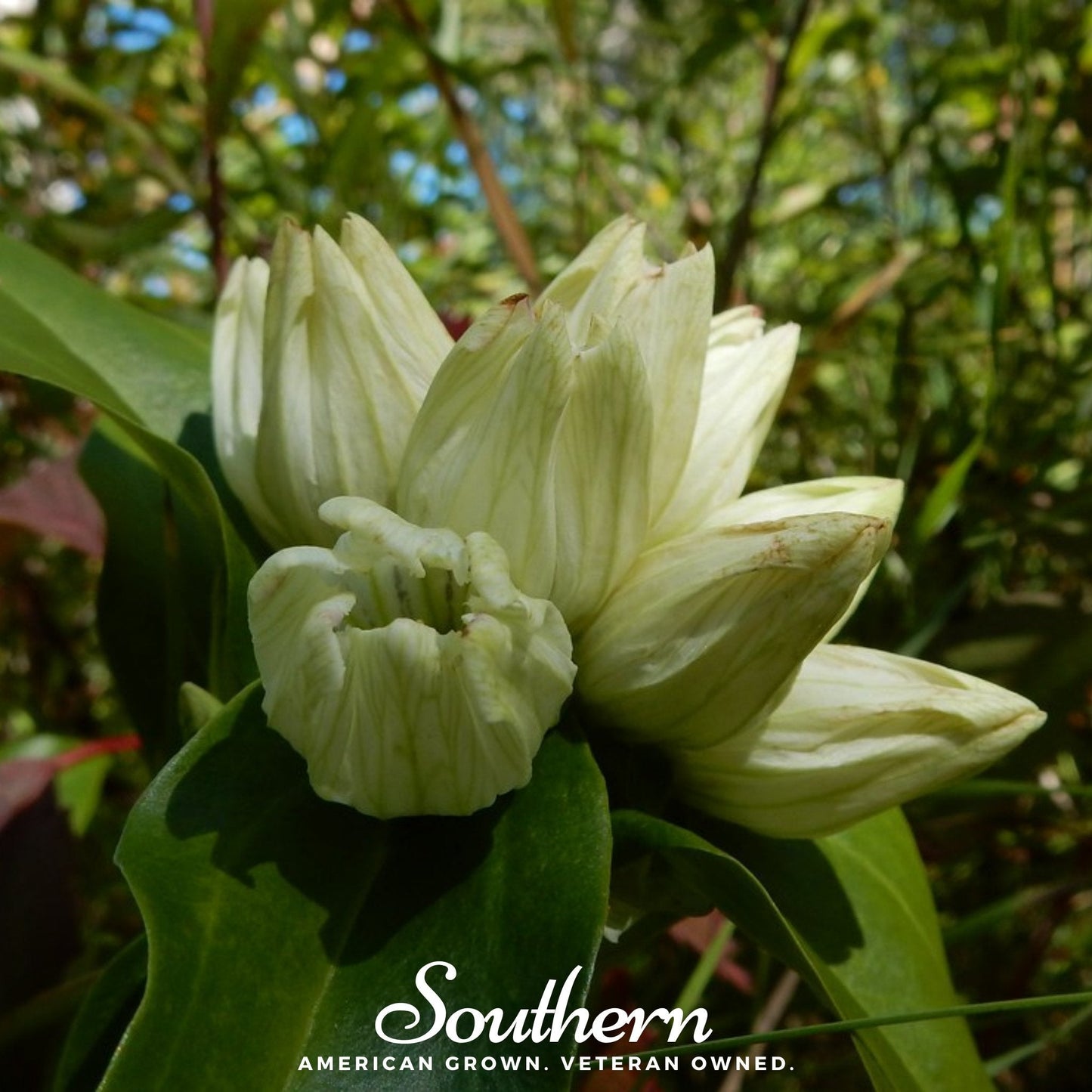 Cream Gentian Seeds | Perennial Flower | Gentiana Alba | Bee & Butterfly Friendly, Non-GMO, US Grown