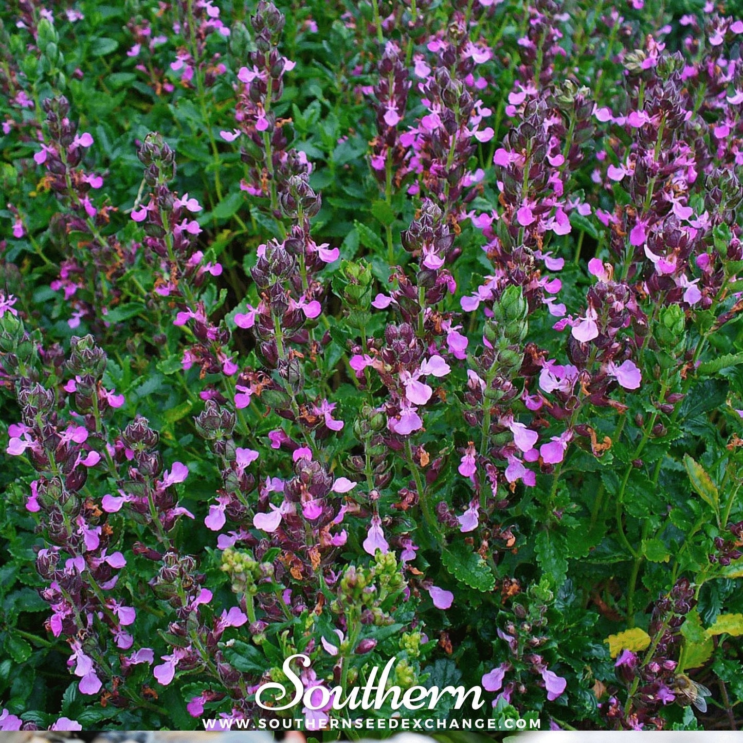 Wall Germander Seeds – Non-GMO, Bee & Butterfly Friendly, Teucrium Chamaedris, Perennial Herb for Borders & Hedges